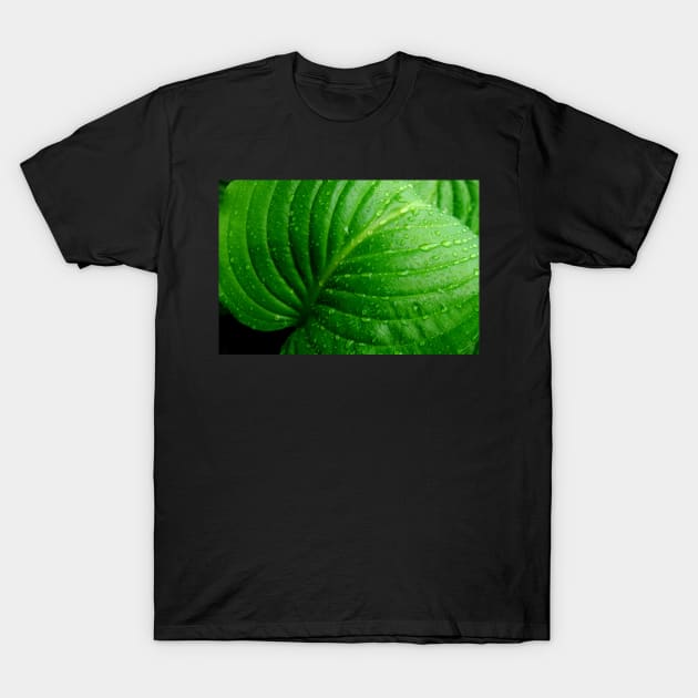 Hosta Leaf T-Shirt by LaurieMinor